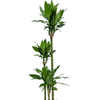 Dracaena fragrans ‘Burundii’ | 191 cm