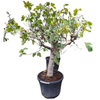 ficus carica brown turkey vijgenboom | 195 cm