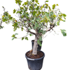 ficus carica brown turkey vijgenboom | 195 cm