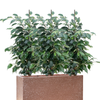 Ficus benjamina ‘Danielle’ | 73 cm