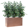 Ficus benjamina ‘Danielle’ | 73 cm