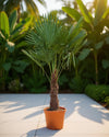 Trachycarpus fortunei - Waaierpalm