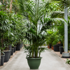 kentia howea forsteriana | 385 cm