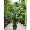 kentia howea forsteriana | 385 cm