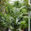 kentia howea forsteriana | 385 cm