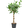 Ficus benghalensis Audrey | 155 cm