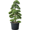 Ilex crenata kinme - japanse hulst | 215 cm
