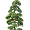 Ilex crenata kinme - japanse hulst | 215 cm