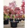 Acer Palmatum Dissectum ‘Inaba-shidare’  | 270 cm