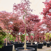 Acer Palmatum Dissectum ‘Inaba-shidare’  | 270 cm