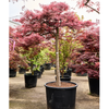 Acer Palmatum Dissectum Inaba-shidare | 235 cm