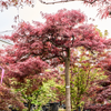 Acer Palmatum Dissectum Inaba-shidare | 235 cm
