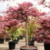 Acer Palmatum Dissectum Inaba-shidare | 235 cm