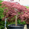 Acer palmatum dissectum | 215 cm
