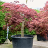 Acer palmatum dissectum | 215 cm