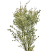 Acer palmatum butterfly | 160 cm