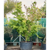 Acer palmatum butterfly | 435 cm