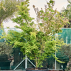 Acer palmatum butterfly | 435 cm