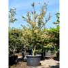 Acer palmatum butterfly | 345 cm