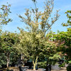 Acer palmatum butterfly | 345 cm