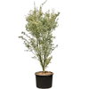 Acer palmatum butterfly | 160 cm