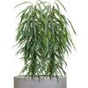 Ficus binnendijkii ‘Alii’ | 119 cm