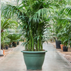 kentia howea forsteriana | 295 cm