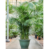 kentia howea forsteriana | 295 cm