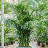 kentia howea forsteriana | 295 cm