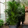 kentia howea forsteriana | 255cm