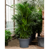 kentia howea forsteriana | 255cm