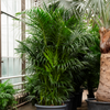 kentia howea forsteriana | 255cm