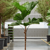 Licuala grandis | 295 cm