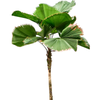 Licuala grandis | 245cm