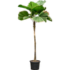 Licuala grandis | 245cm