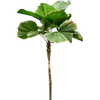 Licuala grandis | 245cm