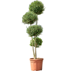 Ligustrum Jonandrum  | 235 cm