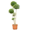 Ligustrum Jonandrum  | 235 cm