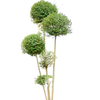 Ligustrum Jonandrum  | 235 cm