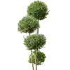 Ligustrum Jonandrum  | 235 cm