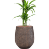 Dracaena fragrans ‘Arturo’ | 153 cm