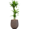 Dracaena fragrans ‘Arturo’ | 121 cm