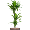Dracaena fragrans ‘Arturo’ | 121 cm