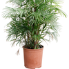 Rhapis multifida | 115cm