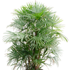 Rhapis multifida | 115cm