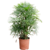 Rhapis multifida | 115cm