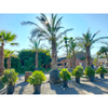 Phoenix dactylifera palm | 650 cm