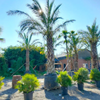 Phoenix dactylifera palm | 650 cm