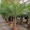 Phoenix roebelenii | Dwerg dadelpalm | 225cm