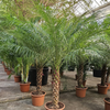 Phoenix roebelenii | Dwerg dadelpalm | 225cm